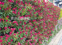 植物墻如何養護？