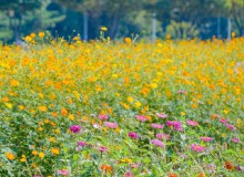 走進“園藝療法”，讓植物治愈你的心靈
