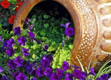 庭院小景有哪些？快來看這些！創意滿滿，定格植物之美