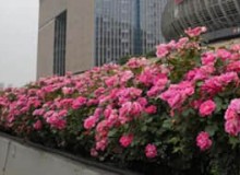 高架橋立體綠化應該選什么植物？