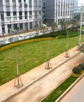 道路景觀綠化提升