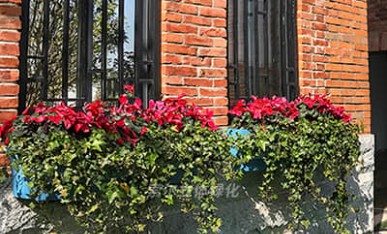 窗陽臺綠化工程案例