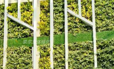 辦公大樓屋頂植物墻工程案例