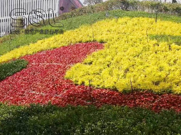 溫州樂(lè)清邊坡綠化