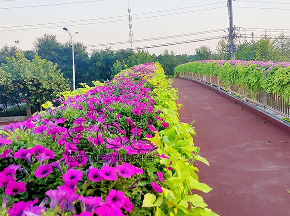 聊城東昌府人行天橋綠化
