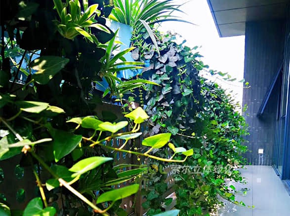 索爾大樓窗陽臺綠化美化