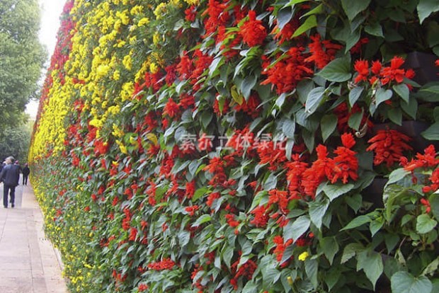 植物墻設(shè)計實(shí)際效果圖