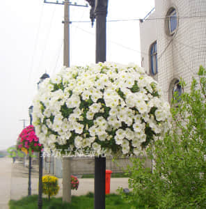 空中包燈桿綠化