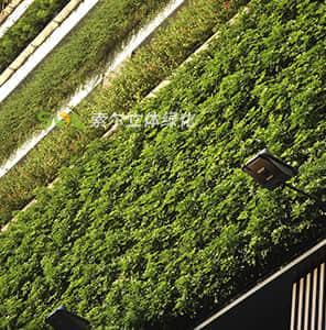 容器模塊式植物墻