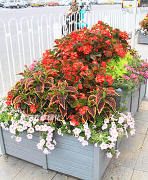 組合造景解決方案