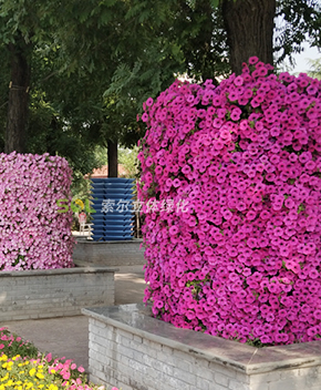 行道樹綠化解決方案
