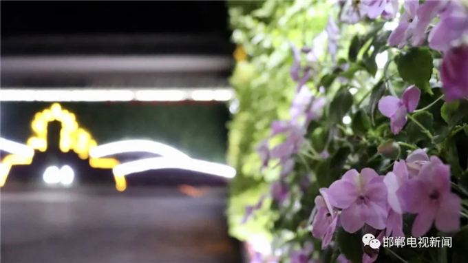 邯鄲電視新聞:我市首例“墻上花園”亮相叢臺公園 (6).jpg