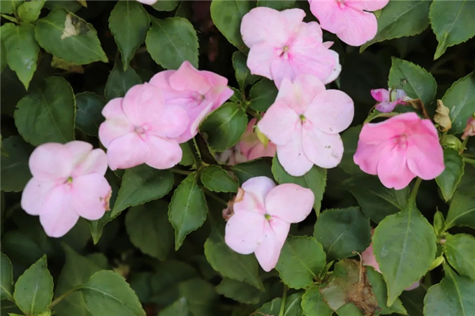 邯鄲首個“墻上花園”亮相,不但好看,還能降噪、除塵! (10).jpg