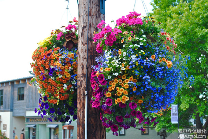 37燈桿綠化 (59).jpg