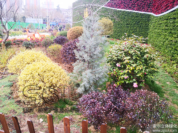 07 2021年1月安徽宿州立體綠化項目 (9).jpg